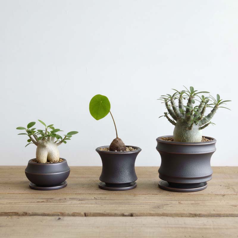 Alloy POT&SAUCER M (low)